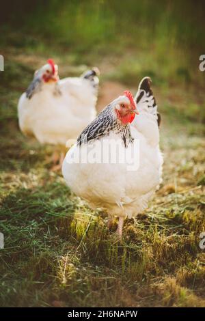 Due polli leggeri Sussex libero che variano in fattoria Foto Stock