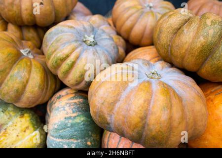 Diverse varietà di grandi zucche. Carrello in legno con diverse zucche. Molte zucche ornamentali diverse. Stagione di raccolto in fattoria, au d'oro Foto Stock