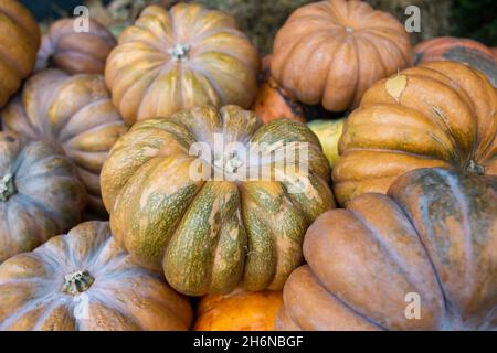 Diverse varietà di grandi zucche. Carrello in legno con diverse zucche. Molte zucche ornamentali diverse. Stagione di raccolto in fattoria, au d'oro Foto Stock