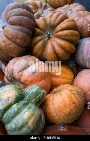 Diverse varietà di grandi zucche. Carrello in legno con diverse zucche. Molte zucche ornamentali diverse. Stagione di raccolto in fattoria, au d'oro Foto Stock