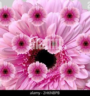 Bella visualizzazione fotografica composta di Pink Gerbera Daisies. Closeup gruppo personalizzato colorato. La Gerbera rosa significa Grazia e bellezza. Natura W Foto Stock