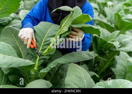 Primo piano mano di agricoltori uso giardiniere potatura a prendersi cura della crescita di piante di tabacco. Foto Stock