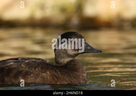 Una femmina Scoter comune, Melanitta nigra, nuoto su un laghetto presso la riserva naturale delle paludi Arundel. Foto Stock