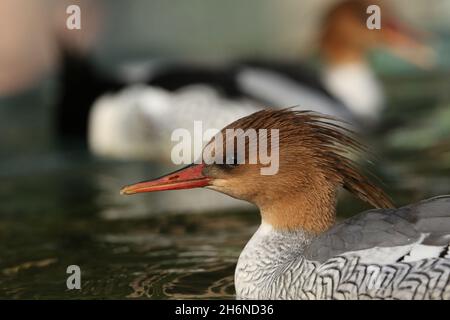 Mergus squamatus, un Mergus squamatus femminile, che nuota su un laghetto presso la riserva naturale delle paludi di Arundel. Foto Stock