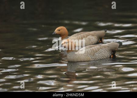 Due oche a testa di Ruddy, Chloephaga rubidiceps, nuotando su uno stagno presso la riserva naturale di Londra sulle paludi. Foto Stock