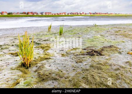 Verga comune (Salicornia europaea) nel mare di wadden a bassa marea a Juist, Isole Frisone Orientali, Germania. Foto Stock