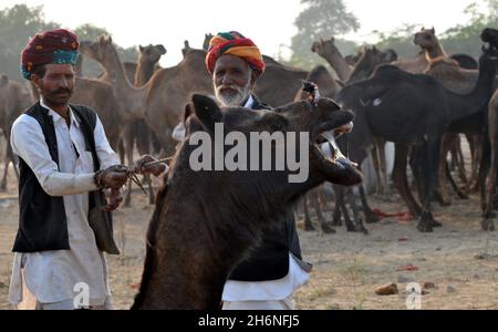 Non esclusiva: PUSHKAR, INDIA - 13 NOVEMBRE 2021: Commercianti di cammello durante il festival annuale del cammello di Pushkar, una fiera di bestiame di più giorni e fete culturale Foto Stock