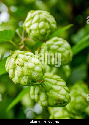 Luppolo pianta con luppolo coni contro il cielo blu. humulus crescente, o pianta di luppolo. Luppolo piante Foto Stock