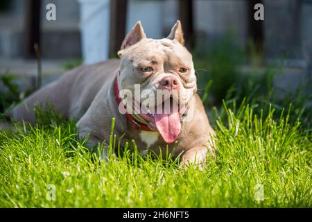 Lilla colore americano Bully cucciolo cane giacendo su erba verde Foto Stock