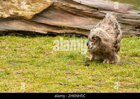 Wild Eurasian Eagle Owl cammina fuori di fronte ad un tronco di albero sotto la pioggia. Rosso-eyed, sei-week-old uccello di preda. Piovendo, pioggia tempo piovoso. Foto Stock