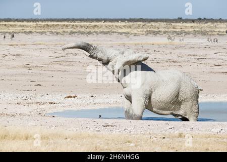 il toro africano dell'elefante (Loxodonta africana) prende il bagno di fango nel foro di irrigazione. Parco Nazionale di Etosha, Namibia Foto Stock