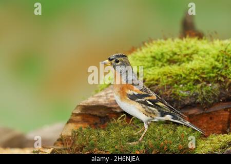 Brambling (Fringilla montifringilla), maschio seduto su una radice di albero coperta di muschio, Wilden, Renania settentrionale-Vestfalia, Germania Foto Stock