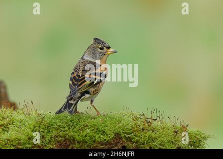 Brambling (Fringilla montifringilla), maschio seduto su una radice di albero coperta di muschio, Wilden, Renania settentrionale-Vestfalia, Germania Foto Stock