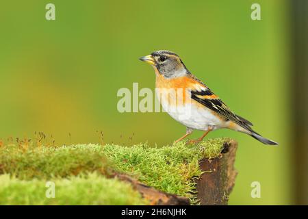 Brambling (Fringilla montifringilla), maschio seduto su una radice di albero coperta di muschio, Wilden, Renania settentrionale-Vestfalia, Germania Foto Stock