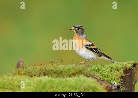 Brambling (Fringilla montifringilla), maschio seduto su una radice di albero coperta di muschio, Wilden, Renania settentrionale-Vestfalia, Germania Foto Stock