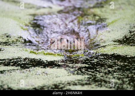 Lontra europea (Lutra lutra), nuoto in vegetazione acquatica, bassa Sassonia, Germania Foto Stock