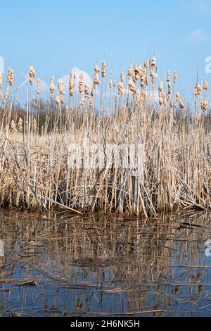 Letti di canne, canne (Phragmites australis) e lattails (Typha) riflessi nell'acqua, Tornower Niederung riserva naturale, Brandeburgo, Germania Foto Stock