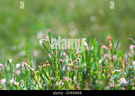 Rosmarino di palude (Andromeda polifolia), fioritura, Esterfelder Moor, bassa Sassonia, Germania Foto Stock