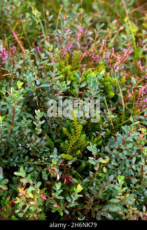 Bacca di palude (Vaccinium uliginosum) e bacca nera (Empetrum nigrum), entrambe le piante che crescono l'una accanto all'altra, Neustaedter Moor, bassa Sassonia Foto Stock