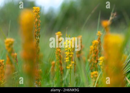 Bog Asphodel (Narthecium ossifragum), infiorescenza che fiorisce tra le infiorescenze appassite, Wahner Heide, Renania settentrionale-Vestfalia, Germania Foto Stock