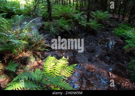 Capanna di cinghiale nel mezzo della foresta, Kellerwald, Assia, Germania Foto Stock