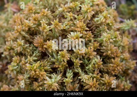 Muschio di torba (Sphagnum), primo piano, Papenburg, bassa Sassonia, Germania Foto Stock