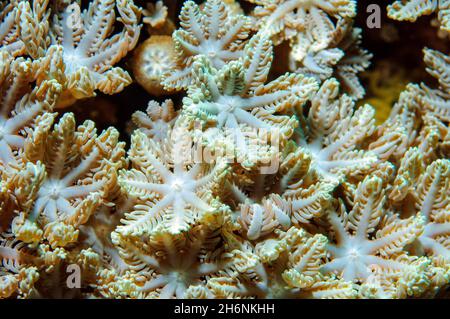 Aperto polyps attivi di corallo pompa (Xenia umbellata), Mar Rosso, riserva marina di Ras Mohamed, Sinai, Egitto Foto Stock