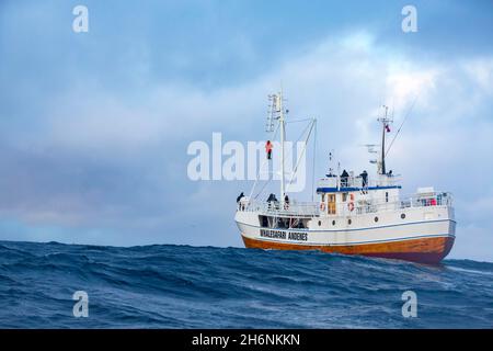 Safari delle balene, avvistamento delle balene, turisti in barca, Andenes, isola di Andoya, Vesteralen, Mare del Nord europeo, Norvegia Foto Stock