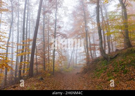 Percorso forestale del faggio (Fagus) in autunno, Baden-Wuerttemberg, Germania Foto Stock