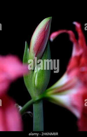 Germoglio emergente di un amaryllis (Hippeastrum) Foto Stock