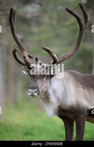 Renne (Rangifer tarandus) nella foresta, grandi corna, Torassieppi, Lapponia, Finlandia Foto Stock