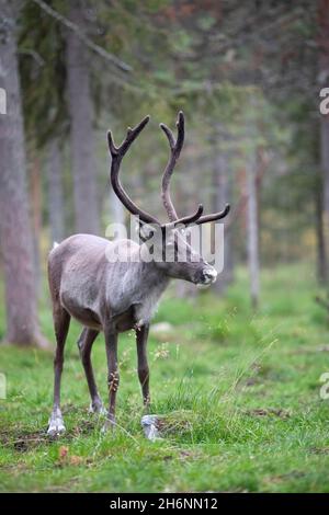 Renne (Rangifer tarandus) nella foresta, Torassieppi, Lapponia, Finlandia Foto Stock