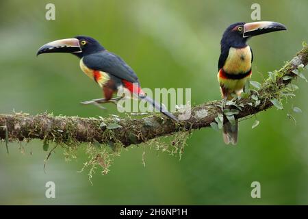 2 aracari colarati (Pteroglossus torquatus) su ramo, regione di Boca Tapada, Costa Rica Foto Stock