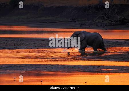 toro elefante (Loxodonta africana) che attraversa il fiume al tramonto. Parco Nazionale di Luangwa del Sud, Zambia, Africa Foto Stock