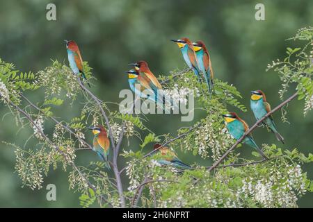 Apicolori europei (Merops apiaster) Foto Stock