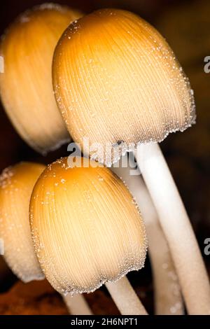 Comune mica tintling (Coprinellus micaceus), Tegler Forst, Berlino, Germania Foto Stock