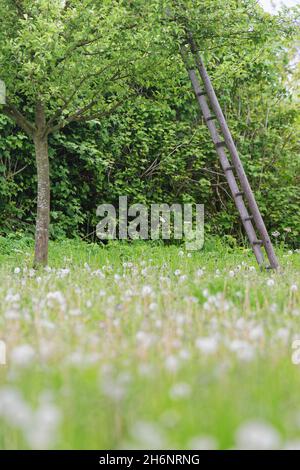 Albero di ciliegio (Prunus), con scala in legno su prato frutteto Dandelion (Taraxacum officinale), San Hubert, Kempen, Renania settentrionale-Vestfalia, Germania Foto Stock