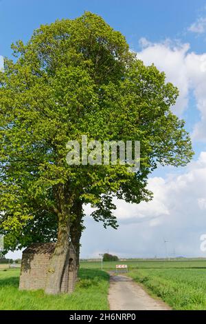 Alberi di tiglio (Tilia), con casetta di santi, San Hubert, Kempen, NRW, Deutschland Foto Stock