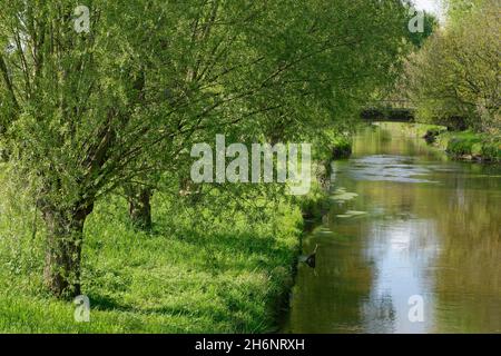 Fiume Niers vicino a Grefrath con salici impollarati (Salix), Grefrath, Viersen, Renania settentrionale-Vestfalia, Germania Foto Stock