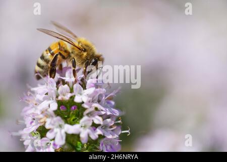 Ape di miele (Apis melifica) raccolta del nettare su timo a foglia larga (Thymus pulegioides) Foto Stock