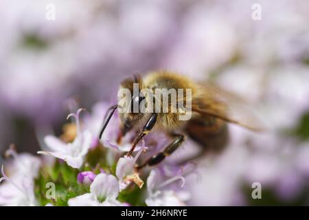 Ape di miele (Apis melifica) raccolta del nettare su timo a foglia larga (Thymus pulegioides) Foto Stock