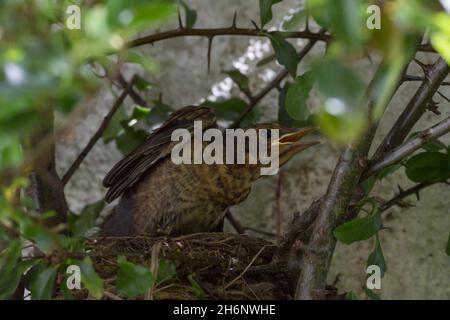 Blackbird (Turdus merula) Jungvogel, bassa Sassonia, Germania Foto Stock