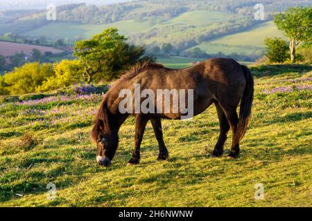 Un pony Exmoor sulla collina di Cotelstone nelle colline di Quantock, Somerset, Inghilterra, Regno Unito Foto Stock