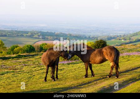 Exmoor ponies sulla collina di Cothelstone nelle colline di Quantock, Somerset, Inghilterra, Gran Bretagna Foto Stock