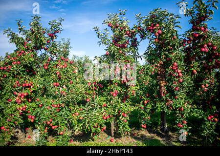 Jork, Germania. 29 settembre 2021. Le mele crescono su un frutteto di mele nel Vecchio Paese. Credit: Sina Schuldt/dpa/Alamy Live News Foto Stock