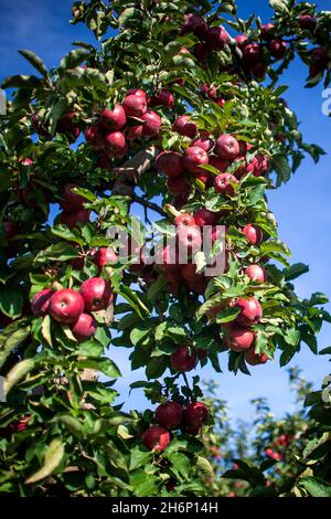 Jork, Germania. 29 settembre 2021. Le mele crescono su un frutteto di mele nel Vecchio Paese. Credit: Sina Schuldt/dpa/Alamy Live News Foto Stock