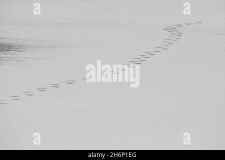Canada, Manitoba, Churchill. Orso polare (SELVATICO: Ursus maritimus) tracce nella neve. Foto Stock