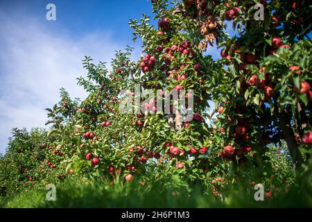 Jork, Germania. 29 settembre 2021. Le mele crescono su un frutteto di mele nel Vecchio Paese. Credit: Sina Schuldt/dpa/Alamy Live News Foto Stock