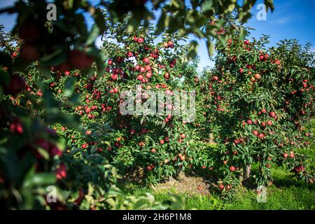 Jork, Germania. 29 settembre 2021. Le mele crescono su un frutteto di mele nel Vecchio Paese. Credit: Sina Schuldt/dpa/Alamy Live News Foto Stock