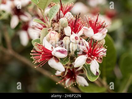 Acca sellowiana aka Feijoa pianta di fioritura nella famiglia dei mirto, Myrtaceae. Un arbusto sempreverde con fiori bianchi e rossi commestibili e foglie grigio-verdi Foto Stock